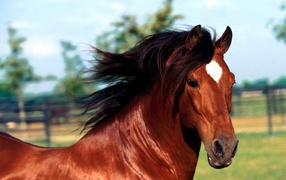 Picture of a horse