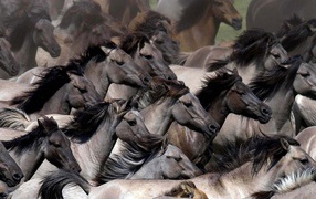 Планета лошадей