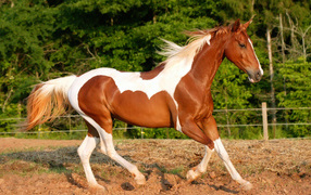 Riding horse