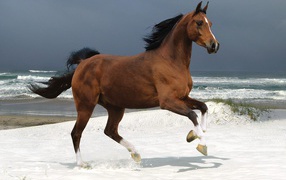 Бегущая лошадь