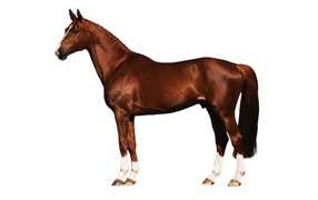 Подкованная лошадь