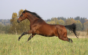 Умная лошадь