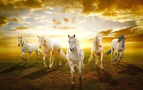 Sunset with horses