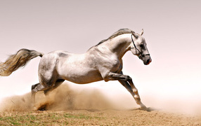 Быстрая лошадь