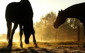 Лучшие лошади