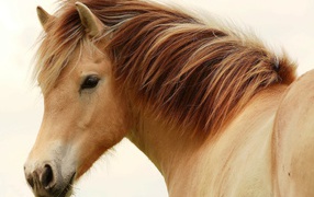 Великие лошади