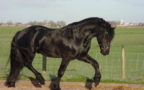 Самая дорогая лошадь