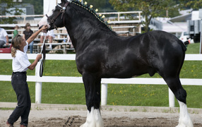 Самая большая в мире лошадь