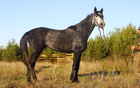 Рысистые лошади