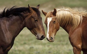 Две коричневые лошади
