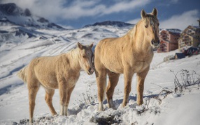 Две лошади зимой на снегу
