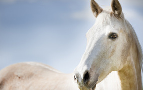 Белая лошадь крупным планом