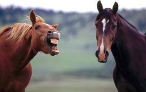 Злая лошадь