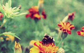 Шмель сидит на цветке