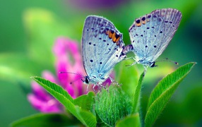 A pair of butterflies