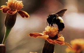 Bee gathers honey