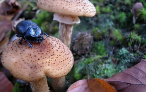 Beetle sitting on a mushroom