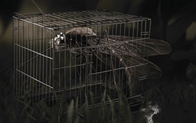 Стрекоза в клетке