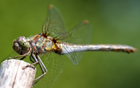 Dragonfly sits