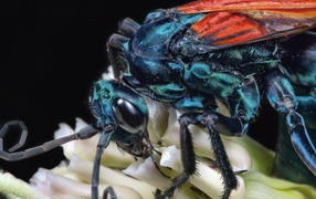 Муха крупным планом