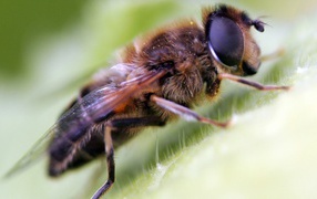 Волосатая муха