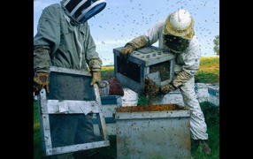 Высадка пчел в улей