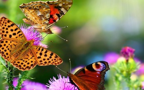 Разноцветные бабочки на цветах