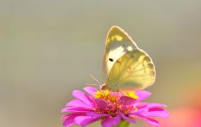 Yellow butterfly on pink flower