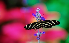 	 Black and white butterfly
