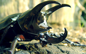 Большой рогатый жук