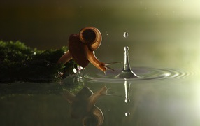 	 Snail mushroom looks at the water