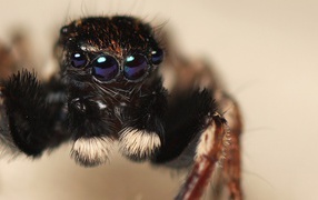 Паук с четырьмя глазами