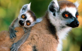 Лемур с детенышем на спине