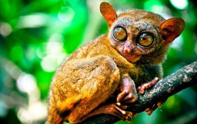 Животное из Малазии