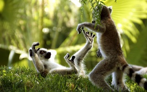	 Lemurs play