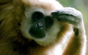 Обезьяна думает