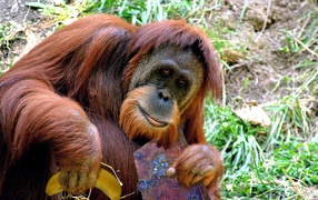 Орангутанг с книгой и бананом