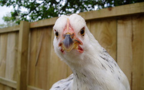 Chicken close-up