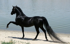 	 Black horse