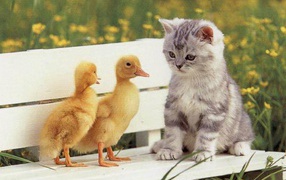 	 Kitten and Chicks