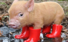 	 Pig in boots