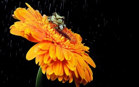 A frog in a yellow flower