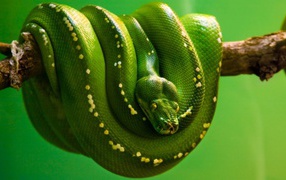 Green serpent hanging on a branch