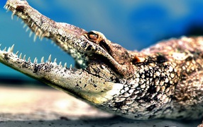 Челюсти крокодила