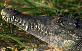 White teeth of a crocodile