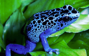 	 Blue frog