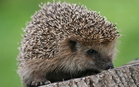 Hedgehog sitting on a stump