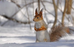 	 Squirrel sitting on the snow