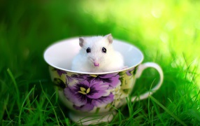 	 White mouse in a Cup