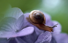 Snail, but the blue flower
